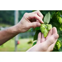 Imagem oficial do evento Seminário do Lúpulo - Empreendedorismo e Inovação do Campo